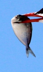 Peprilus triacanthus