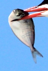 Peprilus triacanthus
