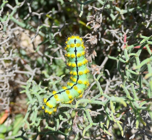 Okáň podobný (Saturnia pavoniella)