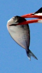 Peprilus triacanthus