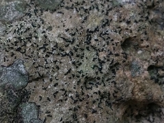 Arthonia trifurcata