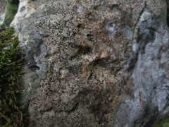 Arthonia trifurcata