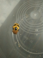 Podontia affinis