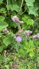 Cirsium arvense
