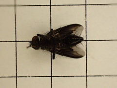 Nyctia halterata