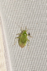 Orthotylus marginalis