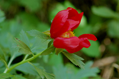 Paeonia peregrina