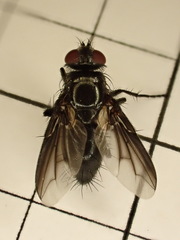 Nyctia halterata