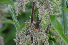 Cantharis pellucida