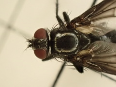 Nyctia halterata