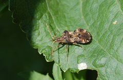 Centrocoris spiniger