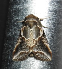 Habrosyne scripta