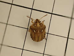 Derula flavoguttata