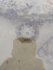 Bunodosoma cavernatum