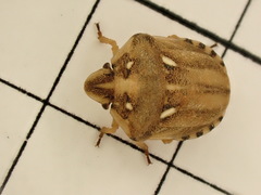 Derula flavoguttata