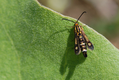 Chamaesphecia astatiformis