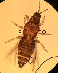 Thrips madronii