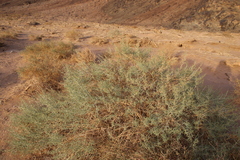 Seidlitzia rosmarinus