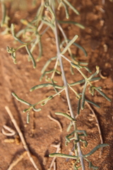 Seidlitzia rosmarinus