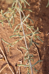 Seidlitzia rosmarinus
