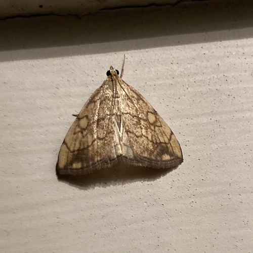 Purple-backed Cabbageworm Moth photo 5