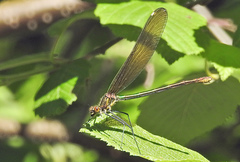 Calopteryx amata