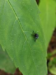Lycorma delicatula