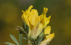 Chamaecytisus austriacus