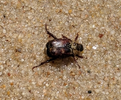 Hoplia trifasciata