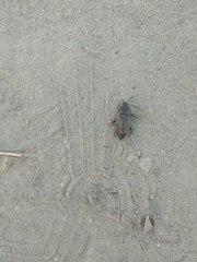 Coleoptera