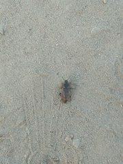 Coleoptera