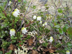 Cassiope tetragona tetragona