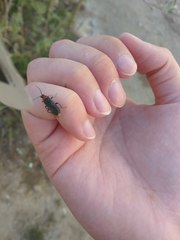 Coleoptera