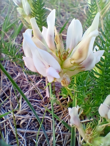 Image of Oxytropis muricata by no rights reserved