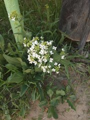 Armoracia sisymbrioides