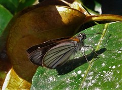 Paracarystus hypargyra