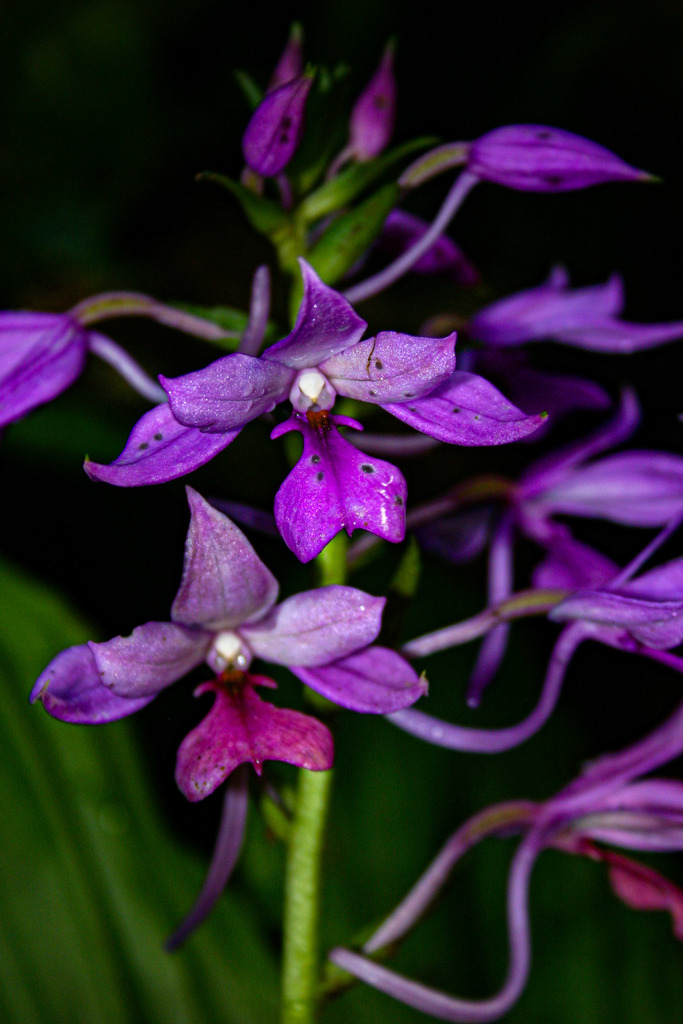 Calanthe sylvatica (Calanthe sylvatica)