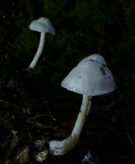 Cortinarius cycneus