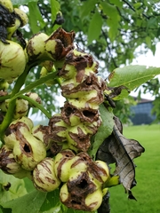 Phylloxera caryaecaulis