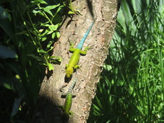 Sceloporus taeniocnemis