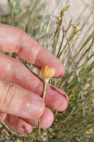 Image of Linum allredii by (c) Eric Knight, some rights reserved (CC BY)