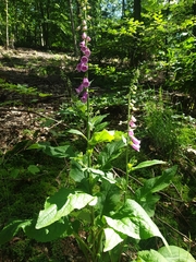 Digitalis purpurea
