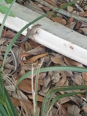 Anolis sagrei