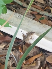 Anolis sagrei