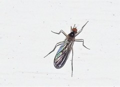 Rhamphomyia longicauda
