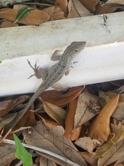 Anolis sagrei