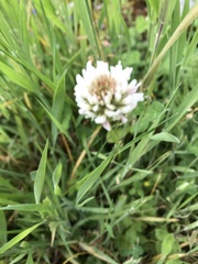 Trifolium repens