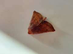 Drepanogynis villaria