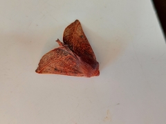 Drepanogynis villaria