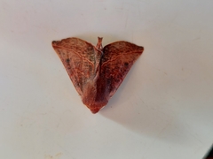 Drepanogynis villaria